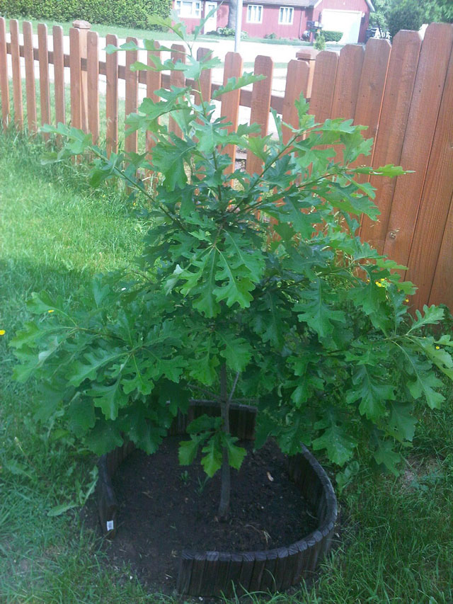 Native burr oak as a seedling