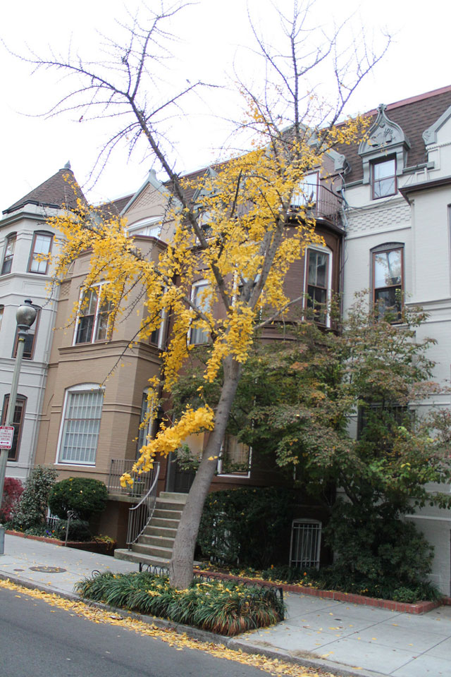 Awkward looking Ginkgo tree (Ginkgo biloba)