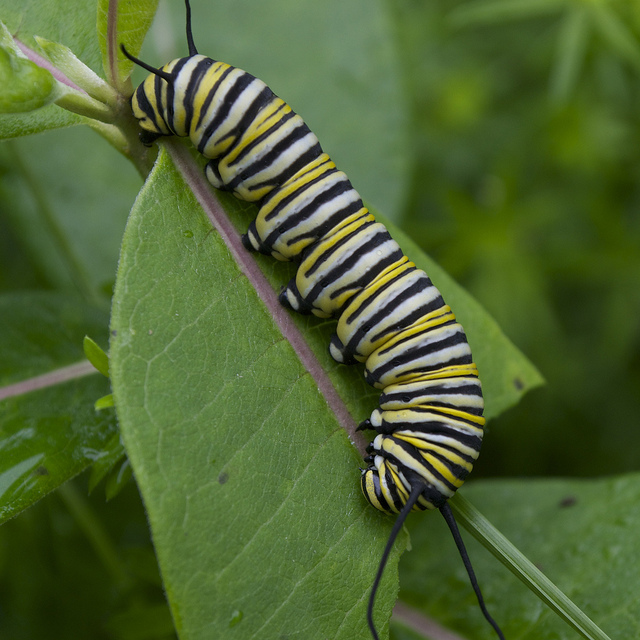 native plants support native monarch caterpillar
