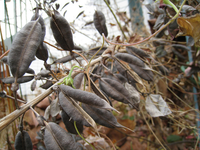 Baptisia australis dried seedpods