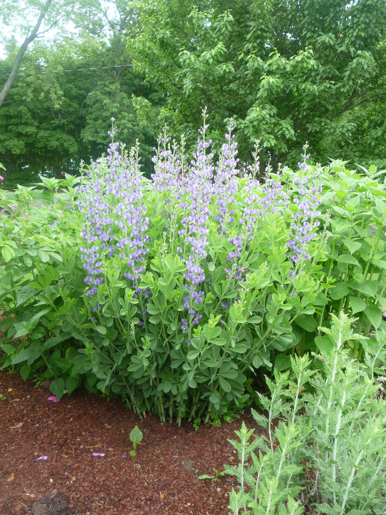 Baptisia australis with flowers