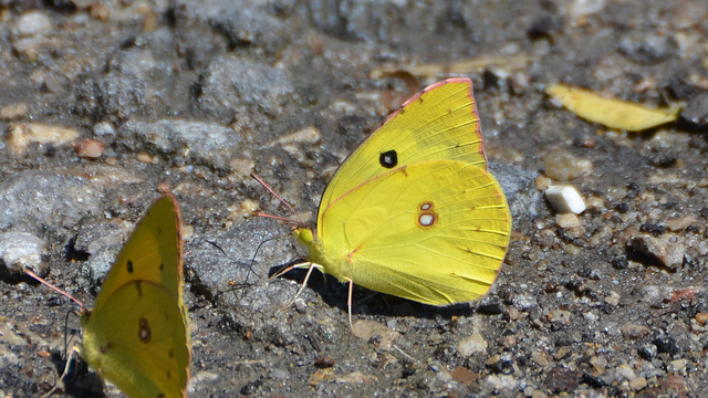 Southern Dogface butterfly