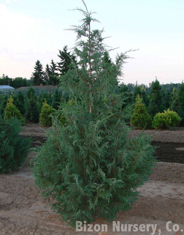 Nootka Falsecypress (Chamaecyparis nootkatensis)