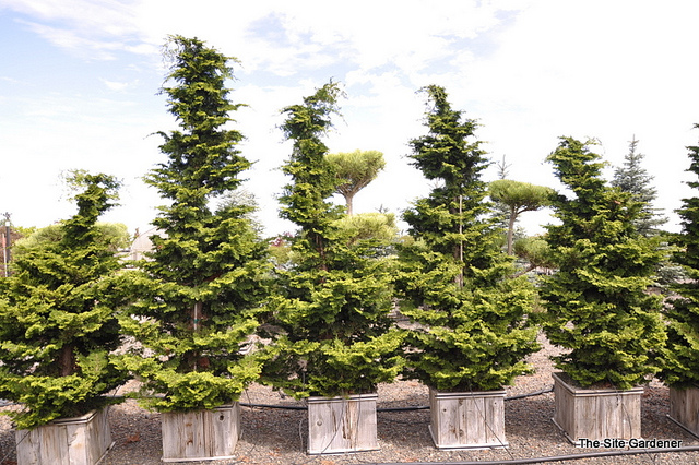 Japanese garden plant Koster's False Cypress (Chamaecyparis obtusa 'Kosteri')