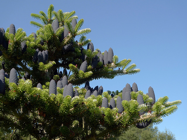 Korean Fir (Abies koreana) purple cones