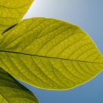 What is native in my yard?