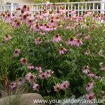 Planting cheaper perennials