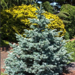 Blue and yellow evergreens