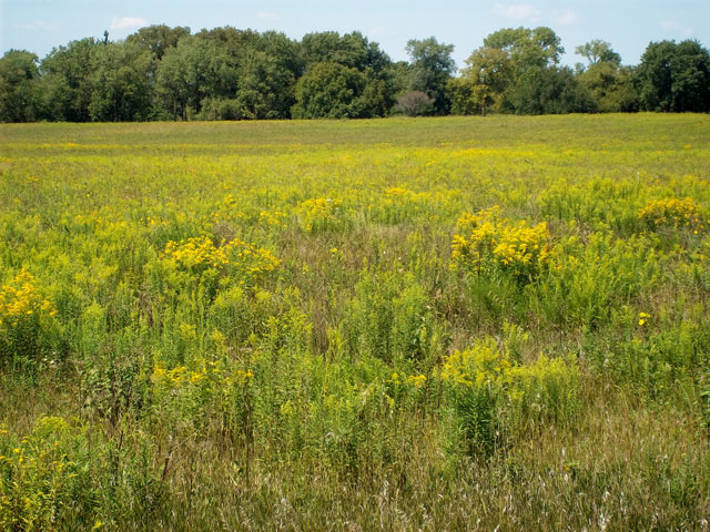 Midewin National Tallgrass Prairie