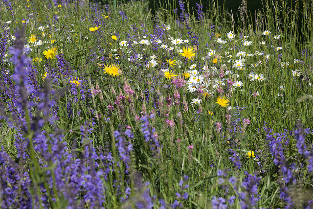 Prairie style perennial planting