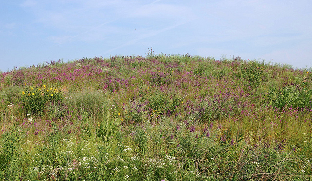 Prairie