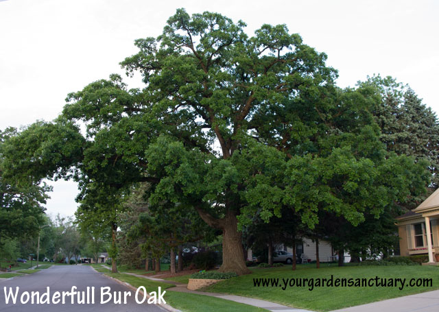 Woodland as garden inspiration Bur Oak