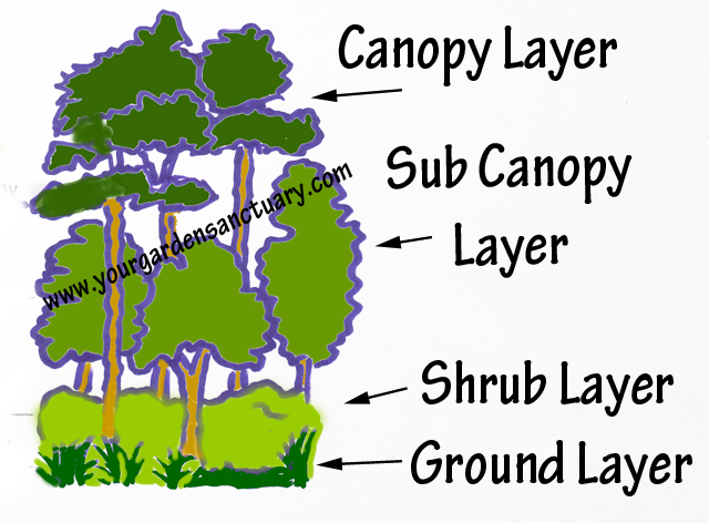 Landscaping for your grandchildren - Woodland layers