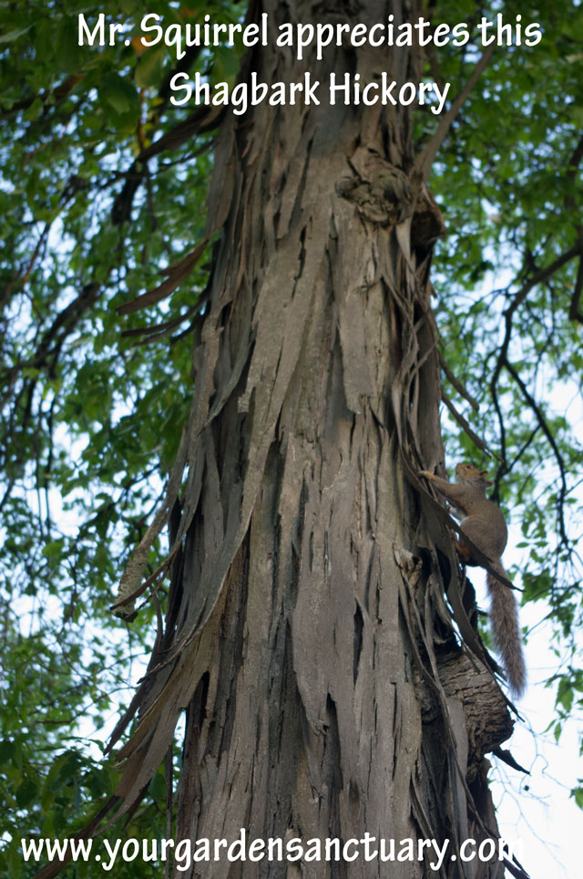 Woodland as garden inspiration Shagbark Hickory close up