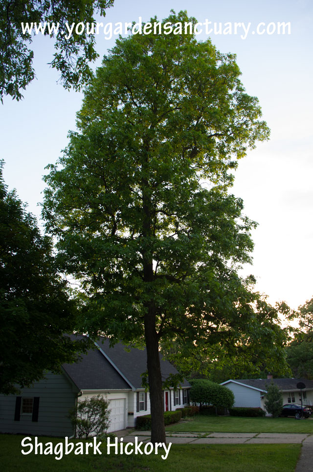 Shagbark Hickory is better as a tree for carbon sequestration in woodlands