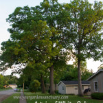 Woodland as garden inspiration, finding local inspiration part 2