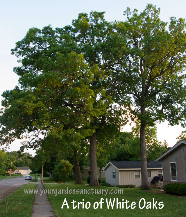 Woodland as garden inspiration White Oaks