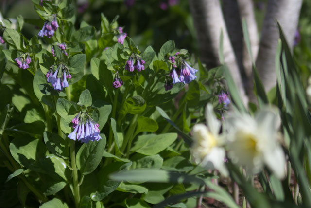 Woodland inspired garden Virginia Bluebells Mertensia virginica