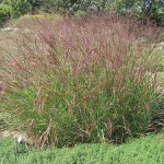 Panicum virgatum