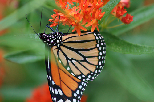 Monarch butterfly by U.S. Fish and Wildlife Service - Midwest Region butterfly weed photo