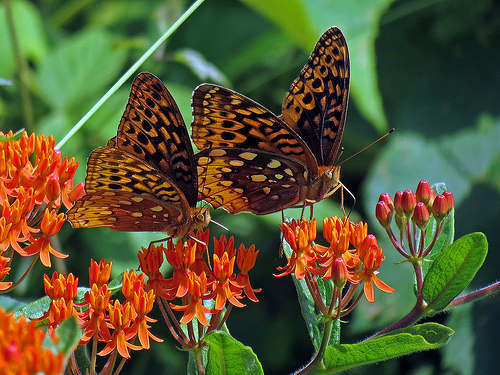 Butterfly Weed by BlueRidgeKitties butterfly weed photo