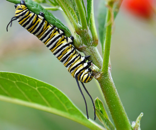 monarch caterpillar by foxtail_1 butterfly weed photo