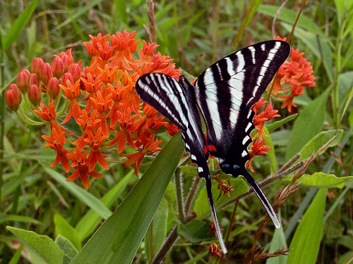 Protographium marcellus - Zebra Swallowtail, on Butterfly Weed. by FritzFlohrReynolds butterfly weed photo