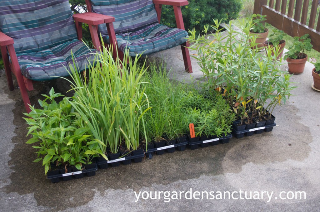 Planting plugs into the landscape often use native plants