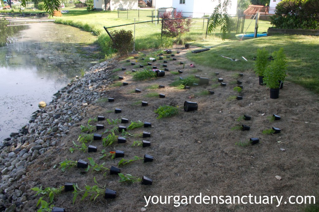Laying out plugs to plant into the landscape bed