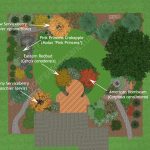 Understory Trees for Native Backyard