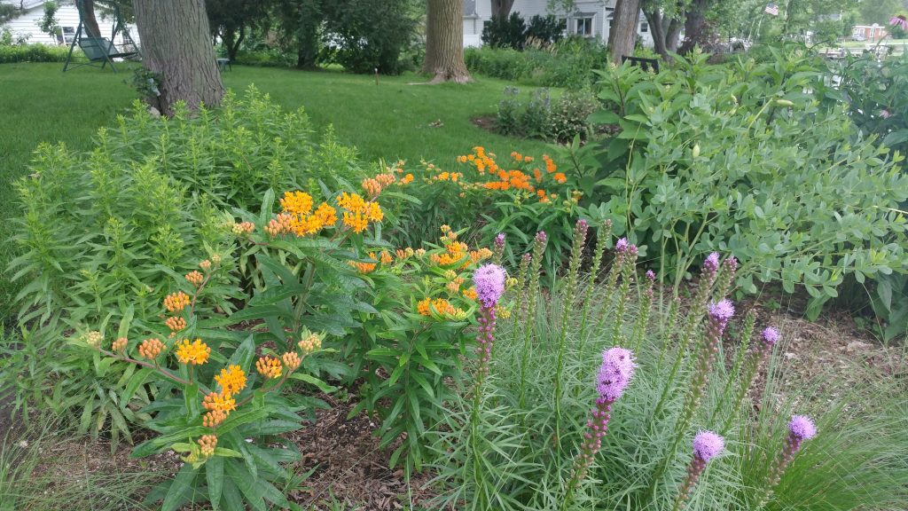 Plugs become blooms one year later