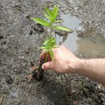 sump_pump_garden_Swamp_milkweed