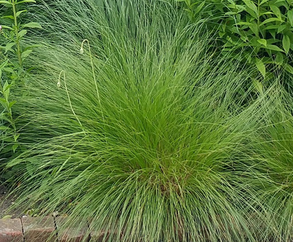 Prairie Dropseed Sporobolus heterolepis