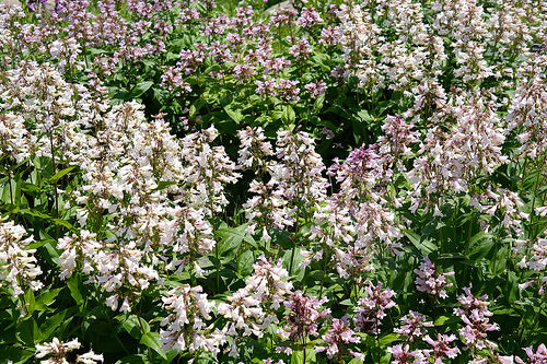 Penstemon digitalis by johningreenpoint Penstemon digitalis photo
