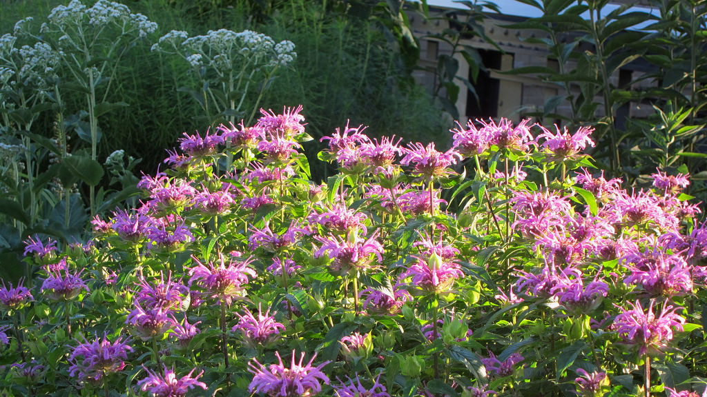 160629 110 High Line - Monarda fistulosa ‘Claire Grace’ Bergamot, Parthenium integrifolium Wild Quinine by cultivar413 monarda fistulosa photo