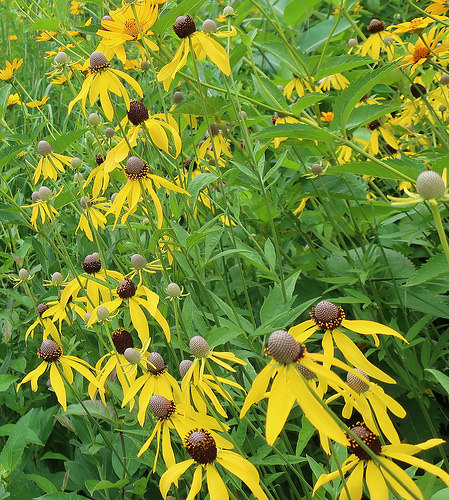 Chicago Botanic Gdn, Native Plant Gdn 180721 138 Ratibida pinnata Yellow Coneflower by cultivar413 Yellow Coneflower photo