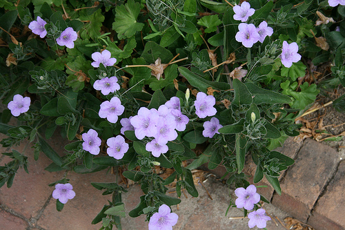 Wild Petunia by patrick_standish wild petunia photo
