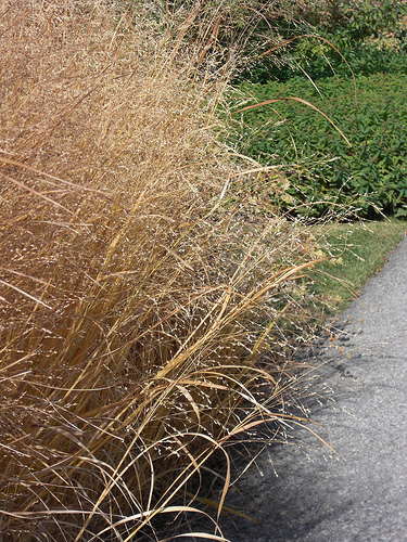 2011.10.21_15.41.55_CIMG6596 by andrey_zharkikh heavy metal grass photo