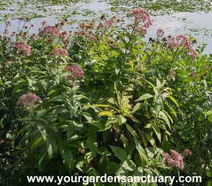 Phantom-Joe-Pye-Weed Eutrochium maculatum 'Phantom'