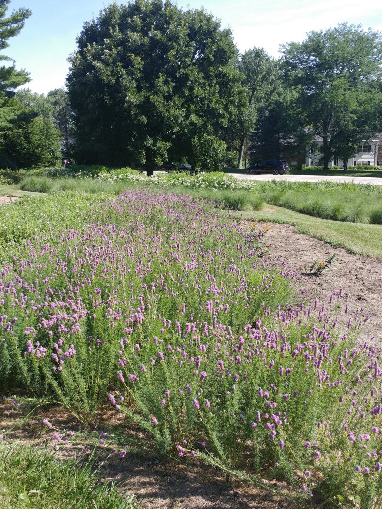 Dalea purpurea