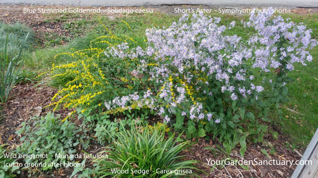 Landscaping for your grandchildren - Goldenrod and Aster