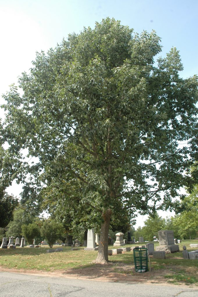 Chinkapin Oak is another great tree for carbon sequestration