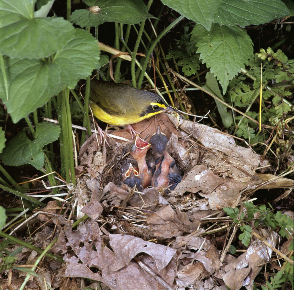 Trees to Sequester Carbon can support wildlife as shown by this Warbler feeding young