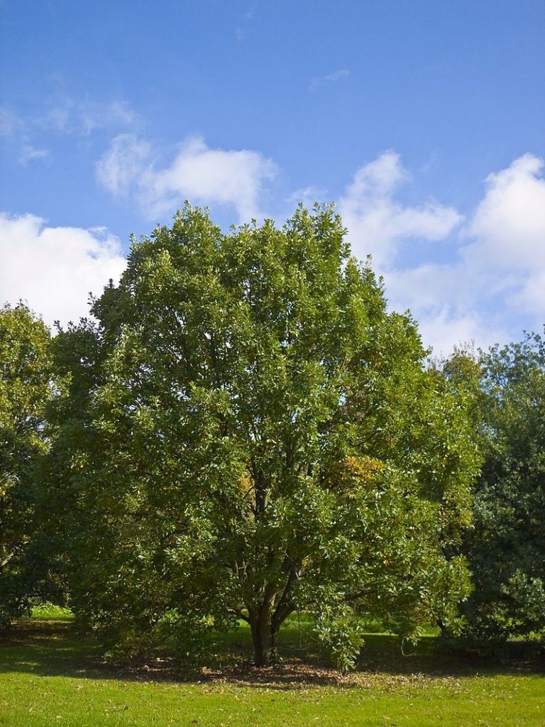One of the best trees for carbon sequestration is Quercus bicolor