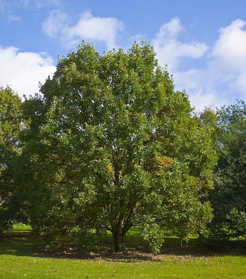 Quercus bicolor