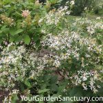 Ecological Planting White Wood Aster