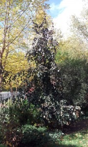 Architectural Plants - Purple fountain weeping beech