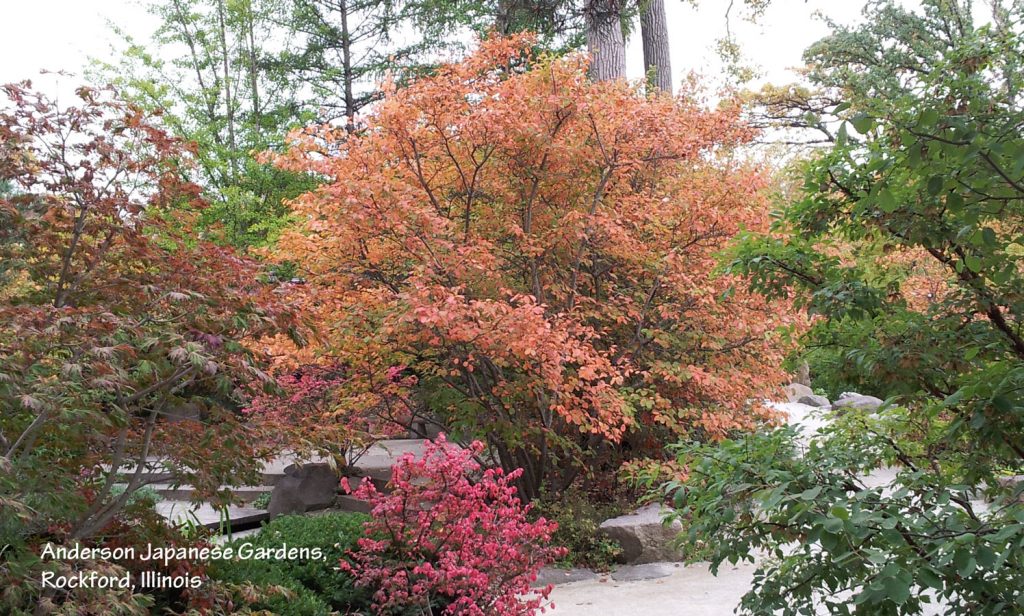 Plants for fall color