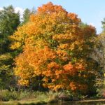 Plants for fall color - Acer saccharum