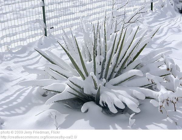 Architectural Plants Spikey Yucca in snow